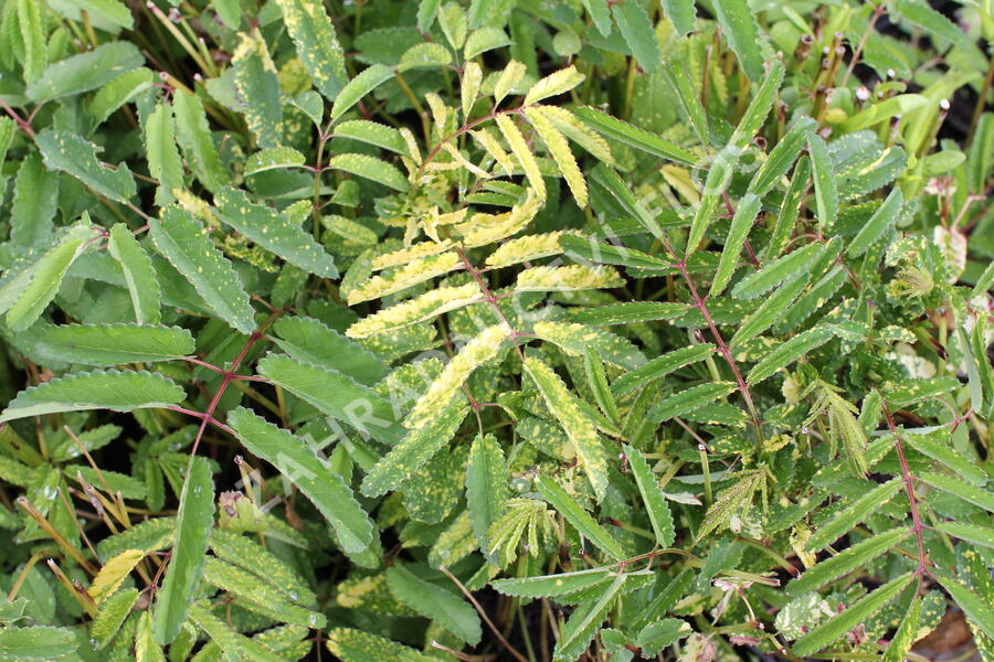 Krvavec toten 'Lemon Splash' - Sanguisorba officinalis 'Lemon Splash'