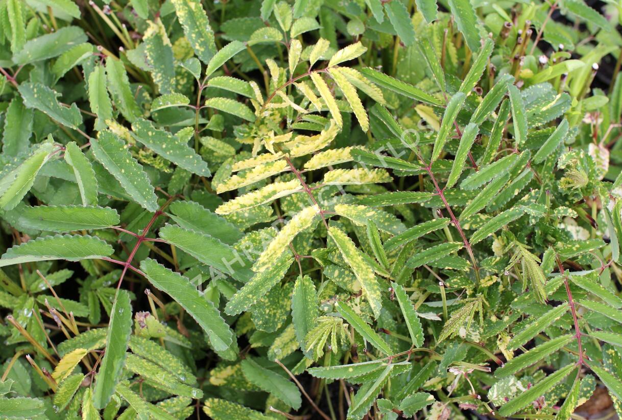 Krvavec toten 'Lemon Splash' - Sanguisorba officinalis 'Lemon Splash'