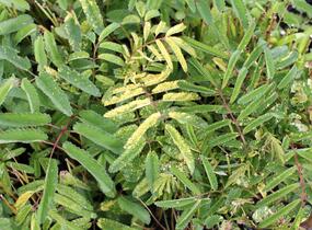 Krvavec toten 'Lemon Splash' - Sanguisorba officinalis 'Lemon Splash'