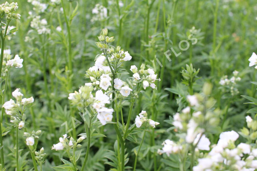 Jirnice 'Halfway to Paradise' - Polemonium yezoense 'Halfway to Paradise'