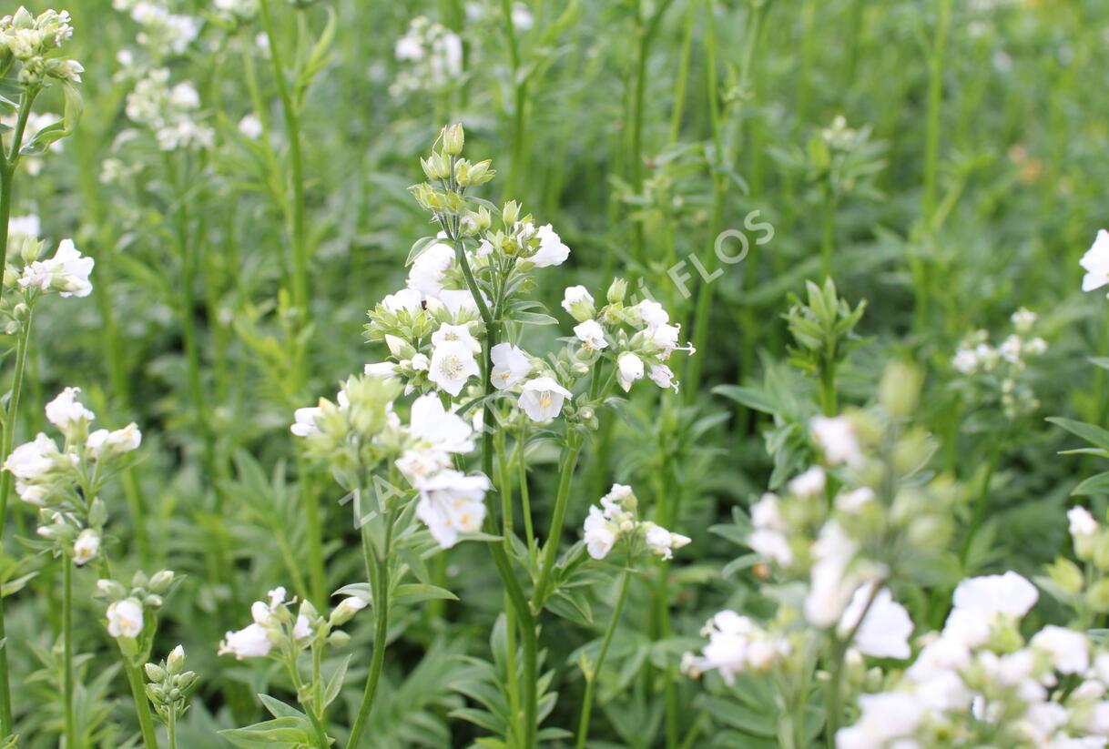 Jirnice 'Halfway to Paradise' - Polemonium yezoense 'Halfway to Paradise'