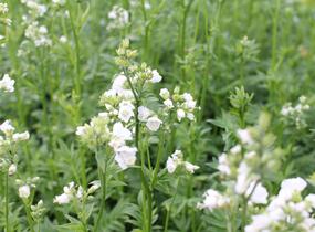 Jirnice 'Halfway to Paradise' - Polemonium yezoense 'Halfway to Paradise'