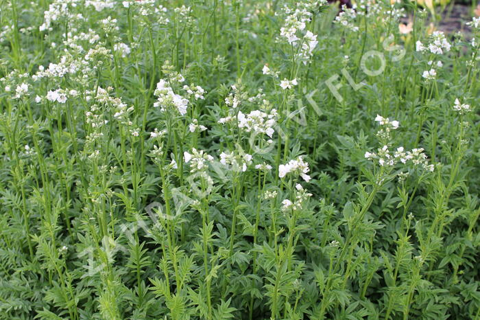 Jirnice 'Halfway to Paradise' - Polemonium yezoense 'Halfway to Paradise'