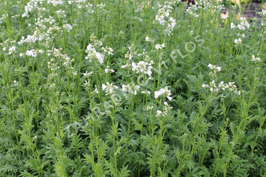 Jirnice 'Halfway to Paradise' - Polemonium yezoense 'Halfway to Paradise'