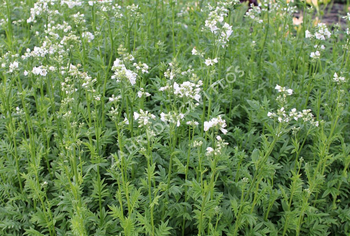 Jirnice 'Halfway to Paradise' - Polemonium yezoense 'Halfway to Paradise'