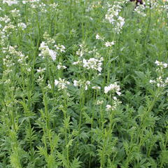 Jirnice 'Halfway to Paradise' - Polemonium yezoense 'Halfway to Paradise'