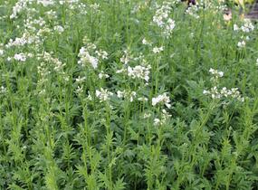 Jirnice 'Halfway to Paradise' - Polemonium yezoense 'Halfway to Paradise'