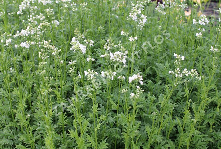 Jirnice 'Halfway to Paradise' - Polemonium yezoense 'Halfway to Paradise'