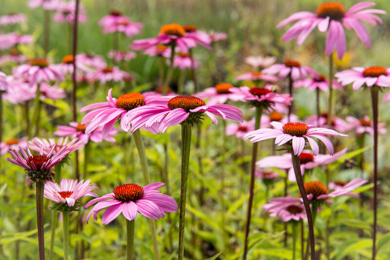 Trvalky do horka a sucha