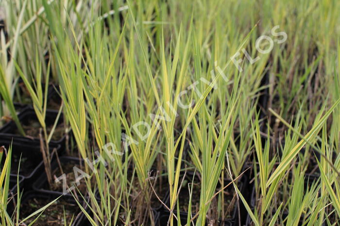 Rákos obecný 'Variegata' - Phragmites australis 'Variegata'