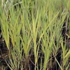 Rákos obecný 'Variegata' - Phragmites australis 'Variegata'