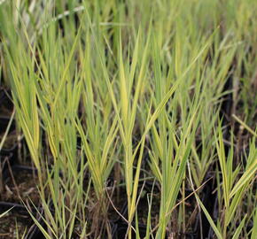 Rákos obecný 'Variegata' - Phragmites australis 'Variegata'