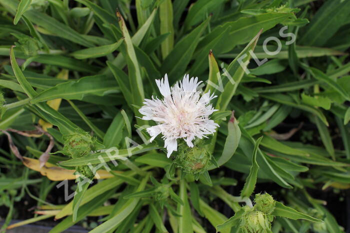 Stokésie 'Silver Moon' - Stokesia laevis 'Silver Moon'