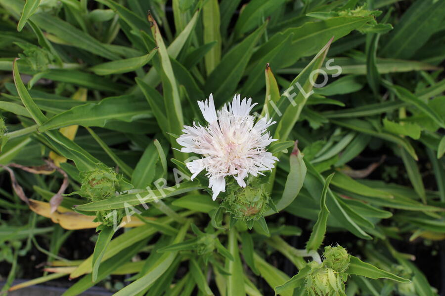 Stokésie 'Silver Moon' - Stokesia laevis 'Silver Moon'