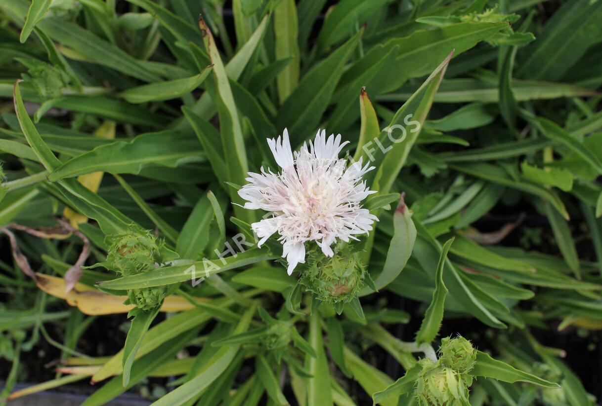 Stokésie 'Silver Moon' - Stokesia laevis 'Silver Moon'