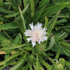 Stokésie 'Silver Moon' - Stokesia laevis 'Silver Moon'