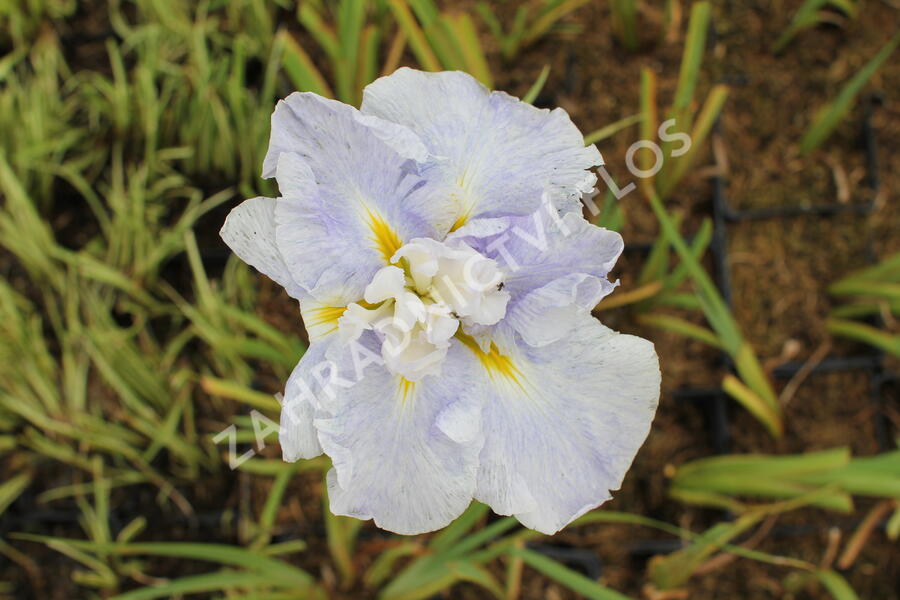 Kosatec mečovitý 'Wave Action' - Iris ensata 'Wave Action'