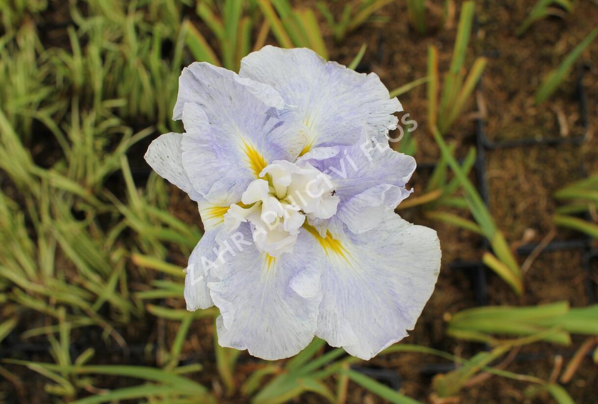 Kosatec mečovitý 'Wave Action' - Iris ensata 'Wave Action'