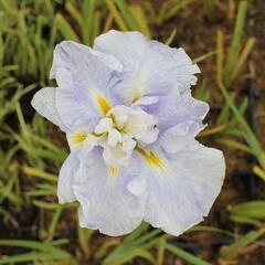 Kosatec mečovitý 'Wave Action' - Iris ensata 'Wave Action'