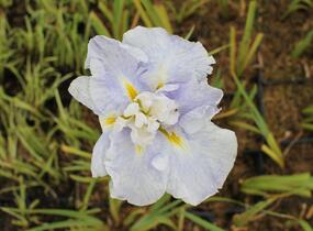 Kosatec mečovitý 'Wave Action' - Iris ensata 'Wave Action'