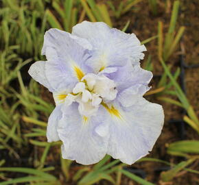 Kosatec mečovitý 'Wave Action' - Iris ensata 'Wave Action'
