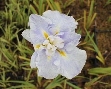 Kosatec mečovitý 'Wave Action'