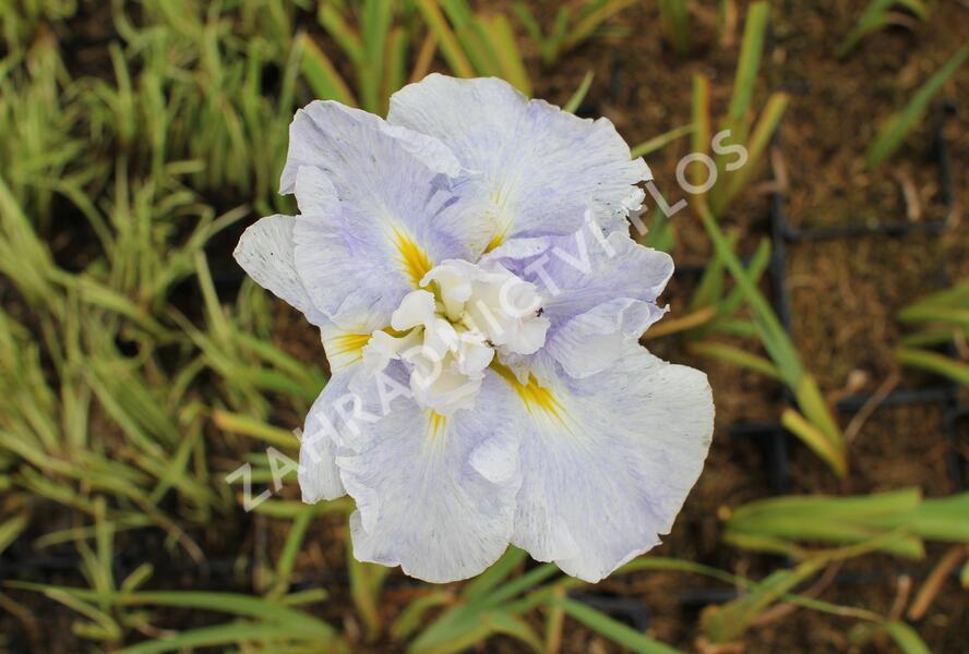 Kosatec mečovitý 'Wave Action' - Iris ensata 'Wave Action'