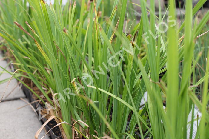 Ostřice obecná - Carex nigra