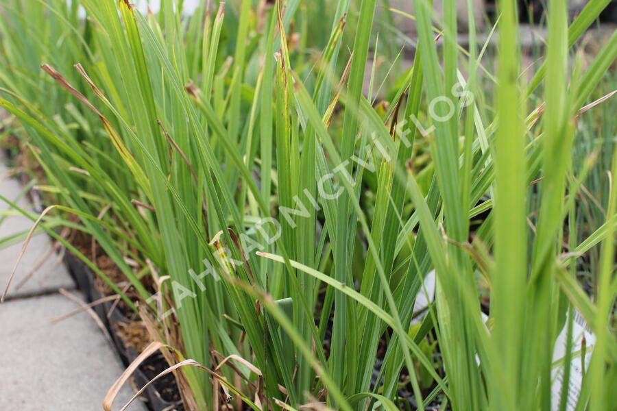 Ostřice obecná - Carex nigra