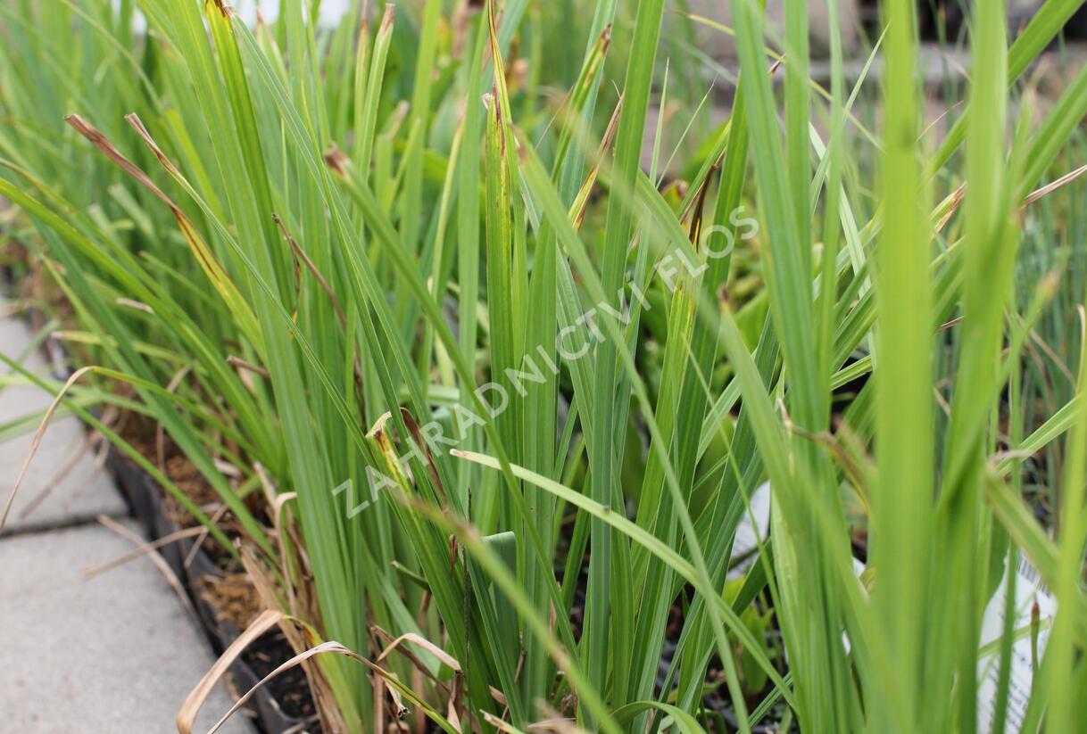 Ostřice obecná - Carex nigra