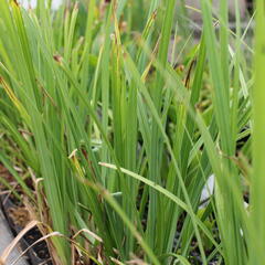 Ostřice obecná - Carex nigra