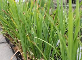 Ostřice obecná - Carex nigra
