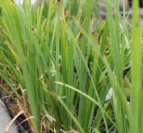 Ostřice obecná - Carex nigra