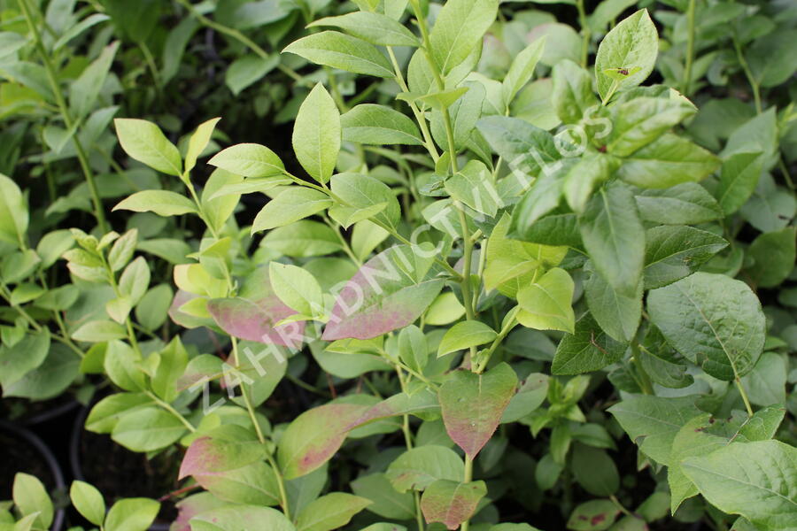 Borůvka chocholičnatá, kanadská borůvka 'Colour Bells Blue' - Vaccinium corymbosum 'Colour Bells Blue'