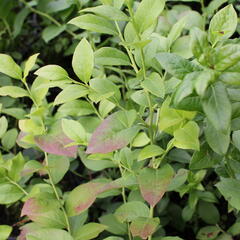 Borůvka chocholičnatá, kanadská borůvka 'Colour Bells Blue' - Vaccinium corymbosum 'Colour Bells Blue'