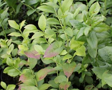 Borůvka chocholičnatá, kanadská borůvka 'Colour Bells Blue'