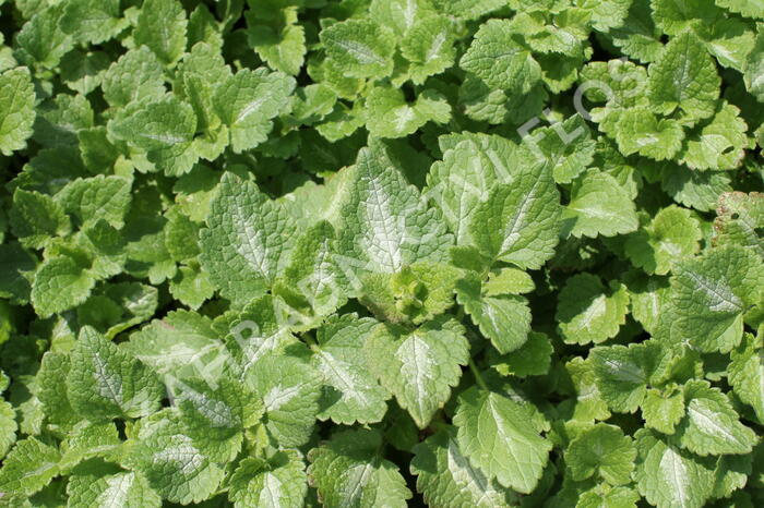 Hluchavka skvrnitá - Lamium maculatum