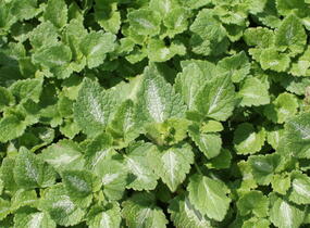 Hluchavka skvrnitá - Lamium maculatum