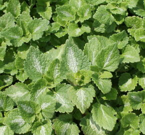 Hluchavka skvrnitá - Lamium maculatum