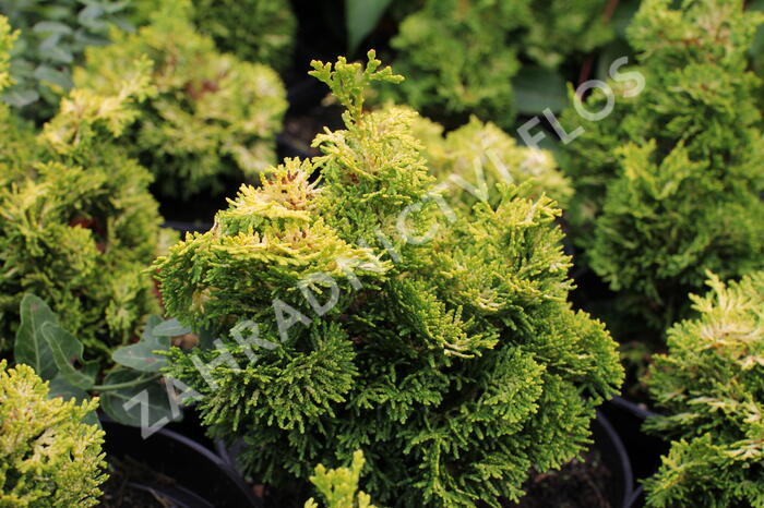 Cypřišek tupolistý 'Meroke' - Chamaecyparis obtusa 'Meroke'