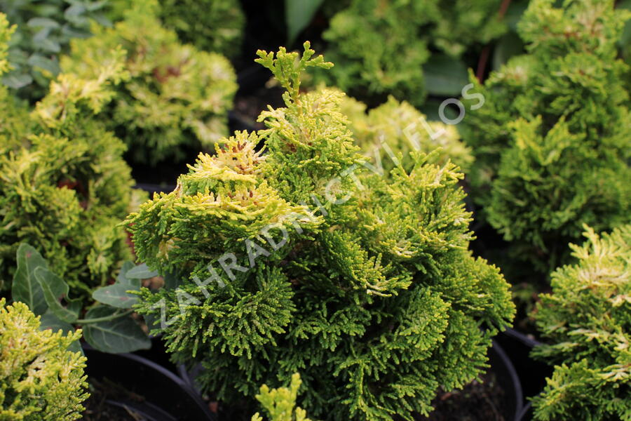 Cypřišek tupolistý 'Meroke' - Chamaecyparis obtusa 'Meroke'