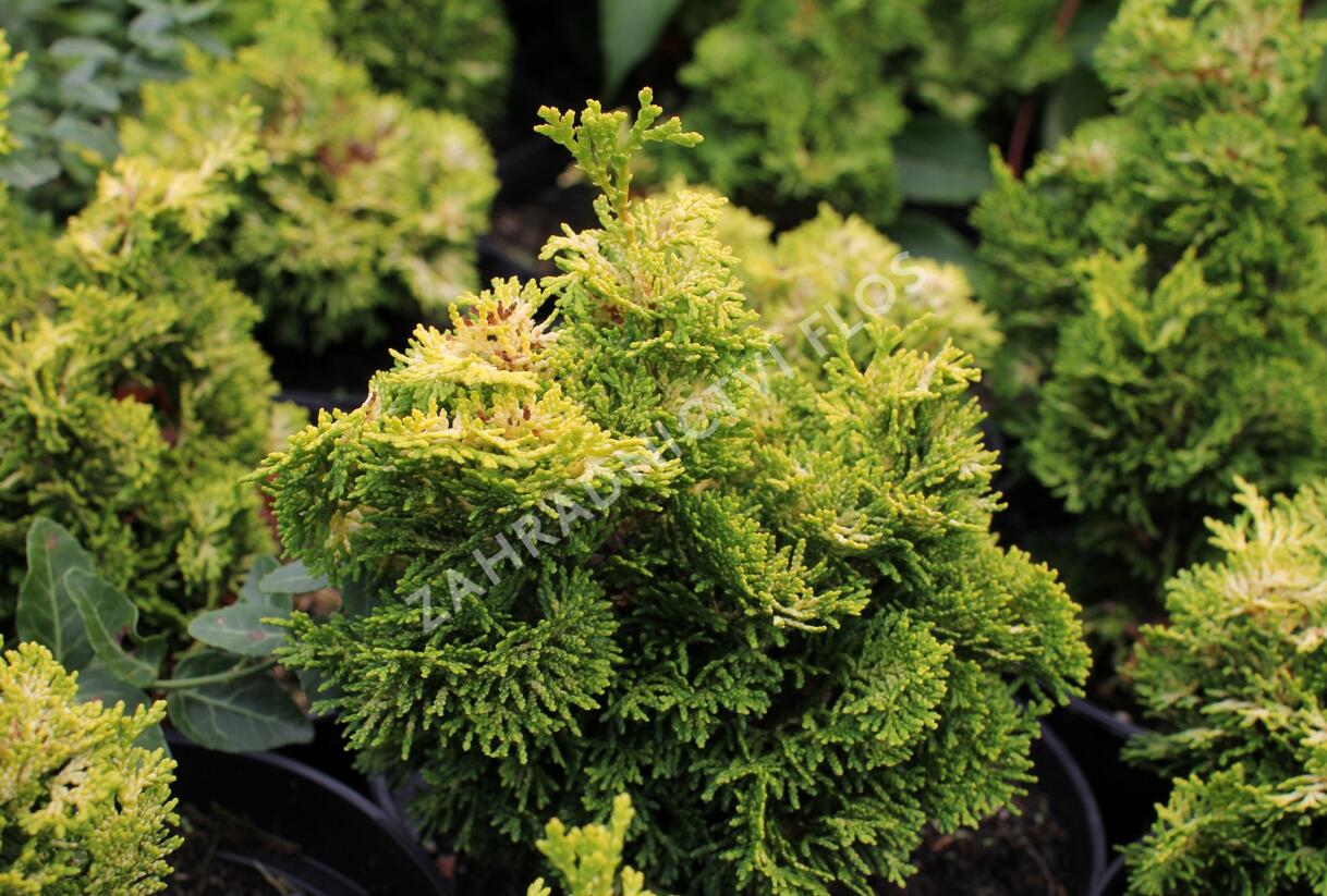 Cypřišek tupolistý 'Meroke' - Chamaecyparis obtusa 'Meroke'