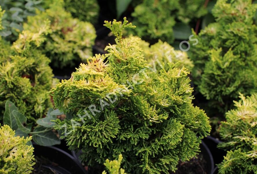 Cypřišek tupolistý 'Meroke' - Chamaecyparis obtusa 'Meroke'