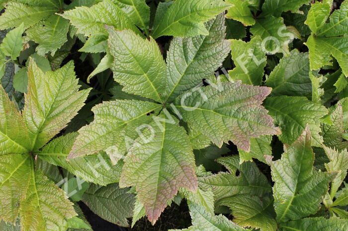 Rodgersie 'Braunlaub' - Rodgersia podophylla 'Braunlaub'