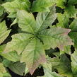 Rodgersie 'Braunlaub' - Rodgersia podophylla 'Braunlaub'