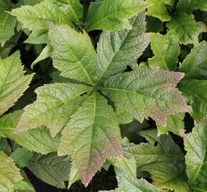 Rodgersie 'Braunlaub' - Rodgersia podophylla 'Braunlaub'