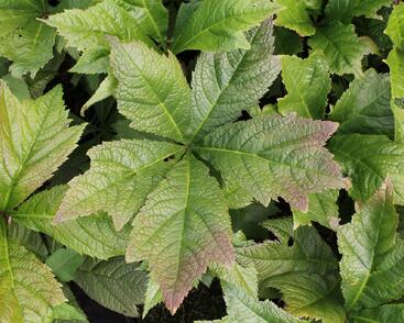 Rodgersie 'Braunlaub'