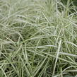 Ostřice muskingumská 'Bicolor Fountain' - Carex muskingumensis 'Bicolor Fountain'