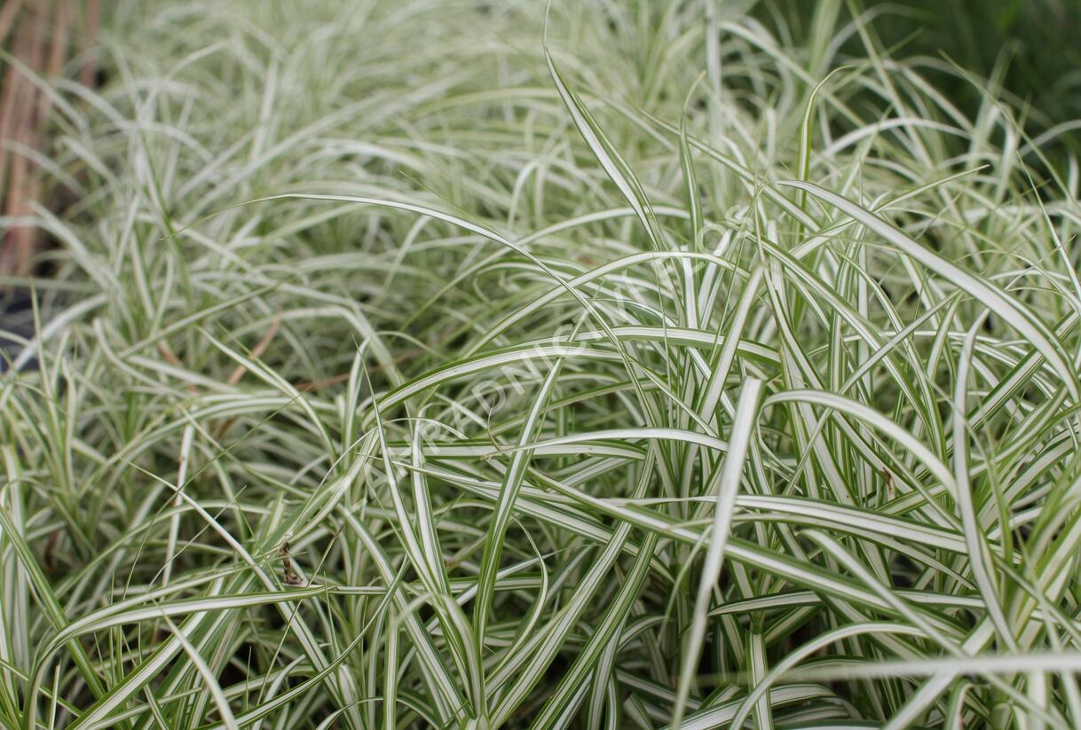 Ostřice muskingumská 'Bicolor Fountain' - Carex muskingumensis 'Bicolor Fountain'