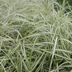 Ostřice muskingumská 'Bicolor Fountain' - Carex muskingumensis 'Bicolor Fountain'